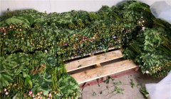 成都至上海鲜花运输