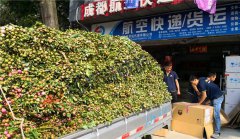 成都至深圳花卉运输
