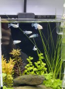 成都观赏鱼航空托运：安全速达，鲜活无忧